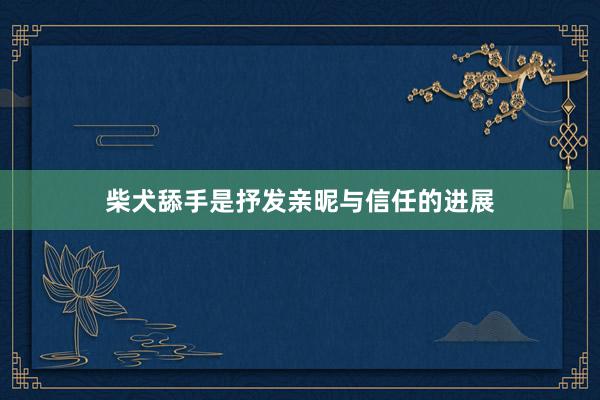 柴犬舔手是抒发亲昵与信任的进展